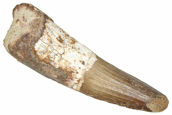 Fossil Spinosaurus Tooth - Real Dinosaur Tooth #373913